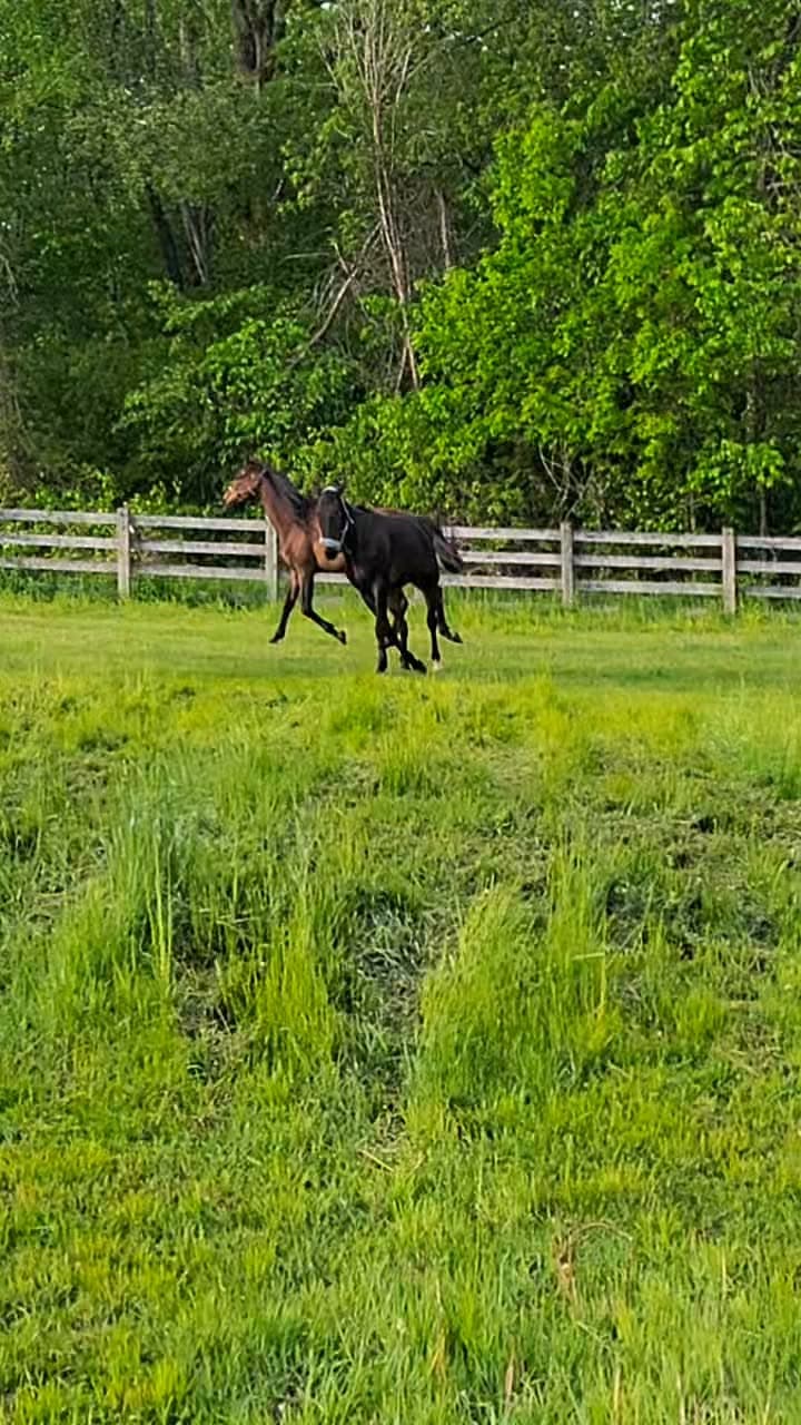 Regal Son (“Sonny”) — photo 2