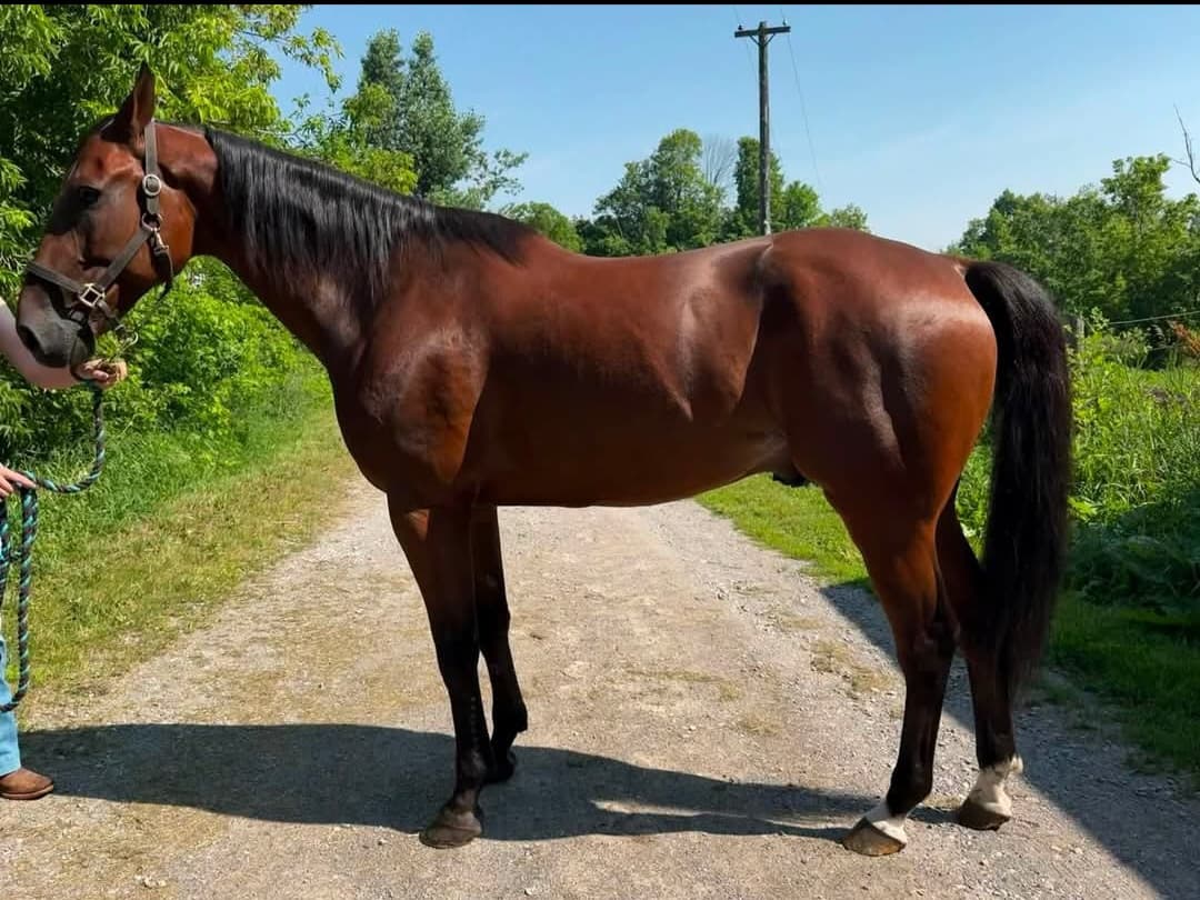 Tyga Hanover